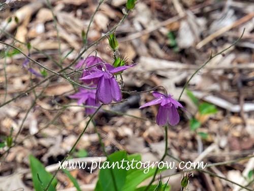 Aquilegia ecalcarata
An image of the spurless flowers.